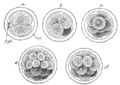 Animal_embryonic_development