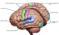 Diagram of brain sensory and motor areas