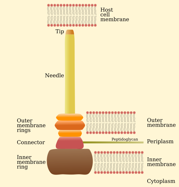 File:T3SS needle complex.svg