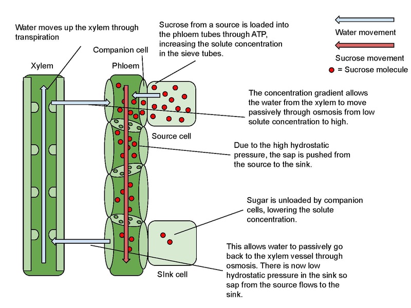 File:Vascular tissue.pdf