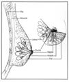 Thumbnail for version as of 11:35, 20 May 2026