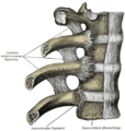 Gray's Anatomy illustration 312
