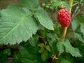 Thumbnail for version as of 22:35, 8 June 2026