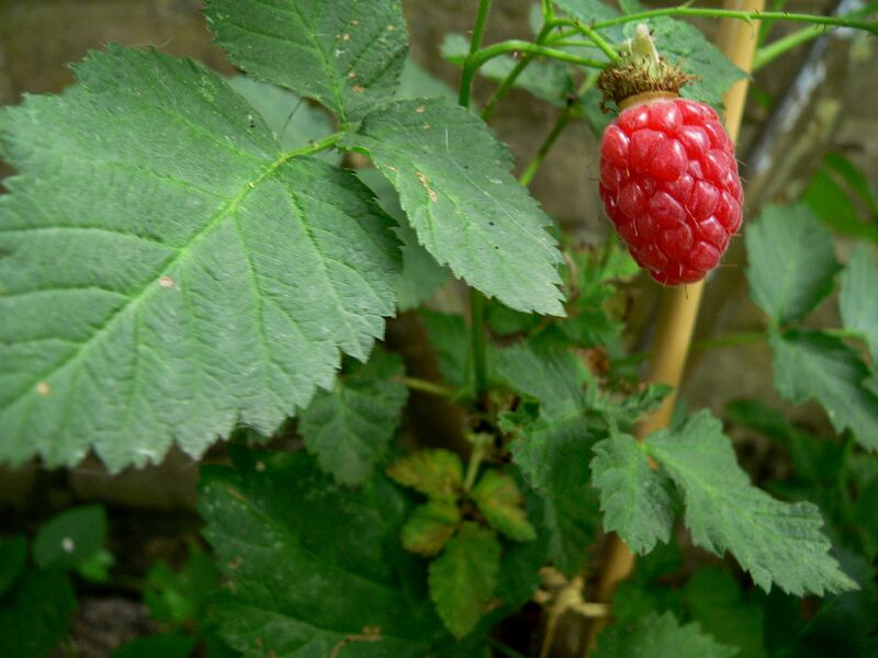 File:Tayberry.jpg