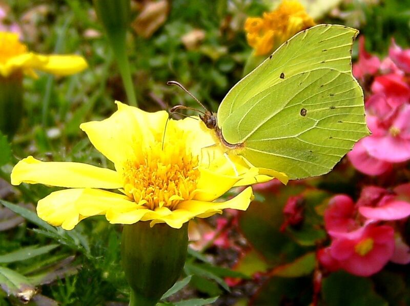 File:'Gonepteryx rhamni' 2 male.JPG