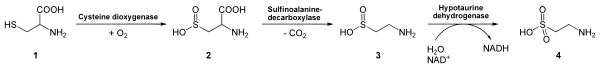 File:Degradation of Cysteine to Taurine.svg