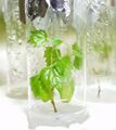 Plant breeding at Geisenheim