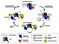 Heterotrimeric G protein