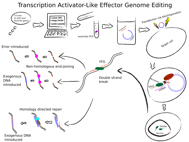 File:TALEN copy.svg