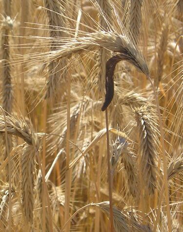 File:Claviceps purpurea.JPG