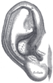 Diagram of elastic cartilage