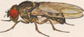Drosophila pseudoobscura male