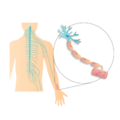 Peripheral Nervous System