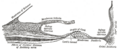 Tectorial membrane
