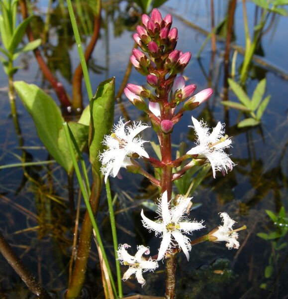 File:Menyanthes trifoliata Bukkeblad.JPG