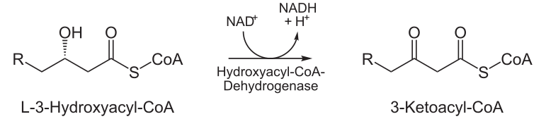 File:Beta-Oxidation3.svg
