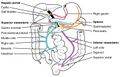 Diagram of the hepatic portal vein system