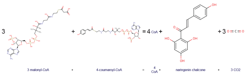 File:Reaction Stoichiometry, Chalcone Synthase.png