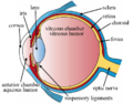 Three main layers of the eye
