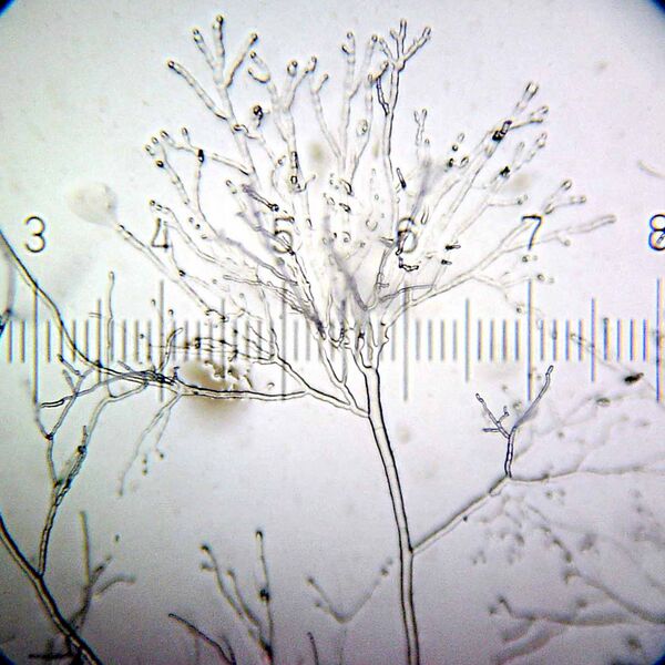 File:20100916 011605 Mycelium.jpg