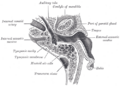 Eustachian tube anatomy