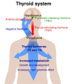 Diagram of the thyroid system