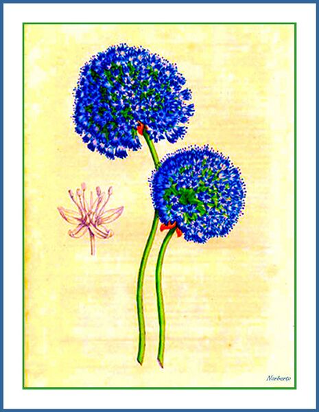 File:Allium caeruleum - Lemaire.jpg