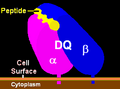 HLA-DQ1