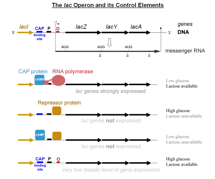 File:Lac operon-2010-21-01.png