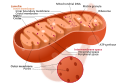 Eukaryote