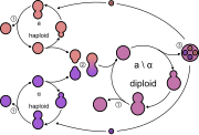 Yeast lifecycle