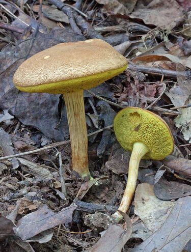 File:Boletus illudens 261343.jpg