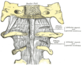 Atlanto-axial joint - Gray's Anatomy illustration