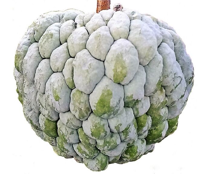 File:Annona squamosa (white background).jpg