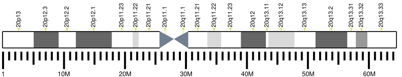 File:Human chromosome 20 ideogram.svg