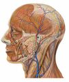 Lateral view of head anatomy.