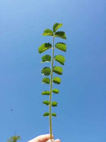 File:Sanguisorba minor sl14.jpg