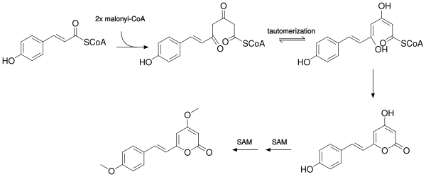 File:Biosynthesis of yangonin.svg