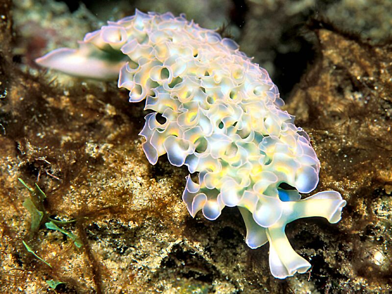 File:Lettuce Sea Slug 11-03-2006.jpg