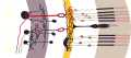 Retina