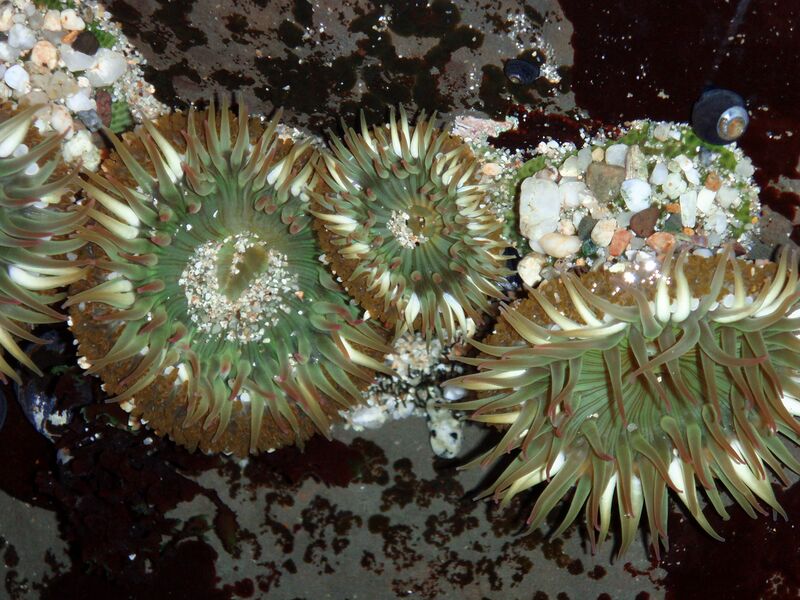 File:Sea anemone.jpg