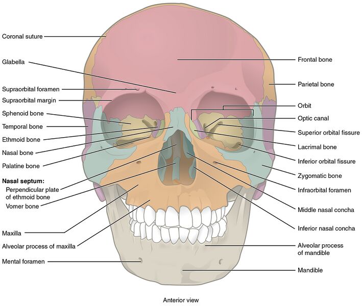 File:704 Skull-01.jpg