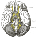 Medulla oblongata