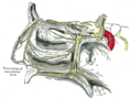 Nasopalatine nerve