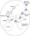 MHC Class I antigen processing