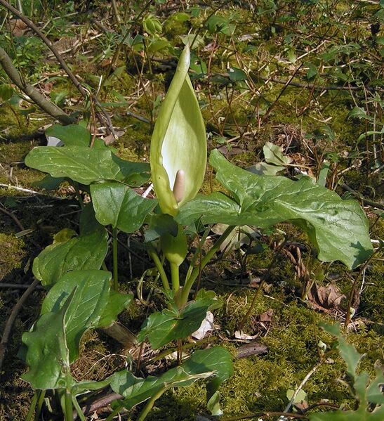 File:Arum maculatum 0 700.jpg