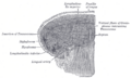 Gray's Anatomy illustration