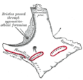 Zygomatico-orbital foramina