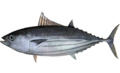 Skipjack tuna