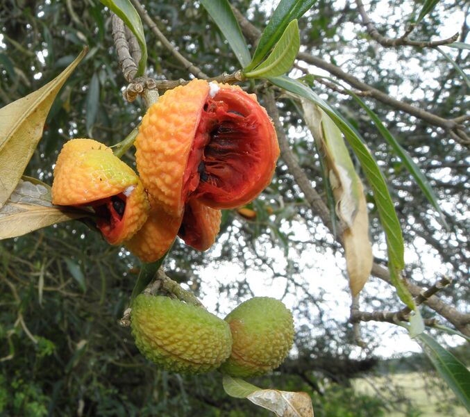 File:Tabernaemontana catharinensis (1).JPG